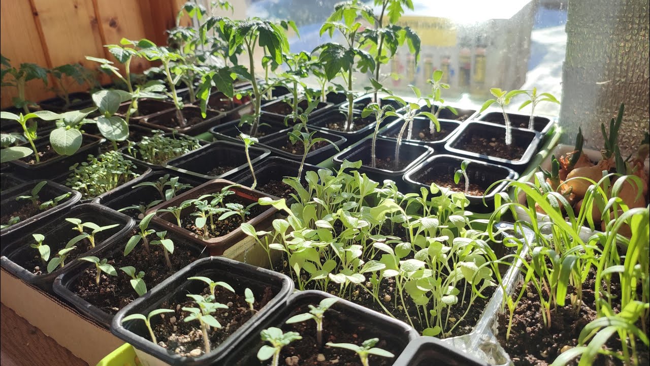Помидоры рассада 2023 год. Высадка рассады в 2023 году. Сеем томаты на рассаду. Рассада томатов столыпин. Пикирование рассады помидор в марте 2023.