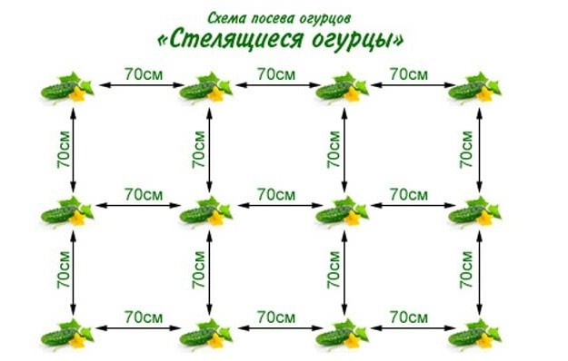 Схема посадки «Стелящиеся огурцы».